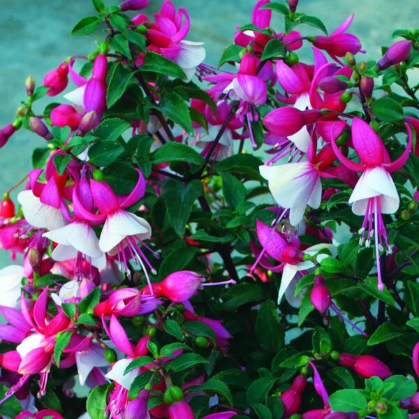 A vibrant Fuchsia 'Charm Neon White' with pink and white petals emerges from a 6" pot, its green leaves enhancing the charm against a blurred background.