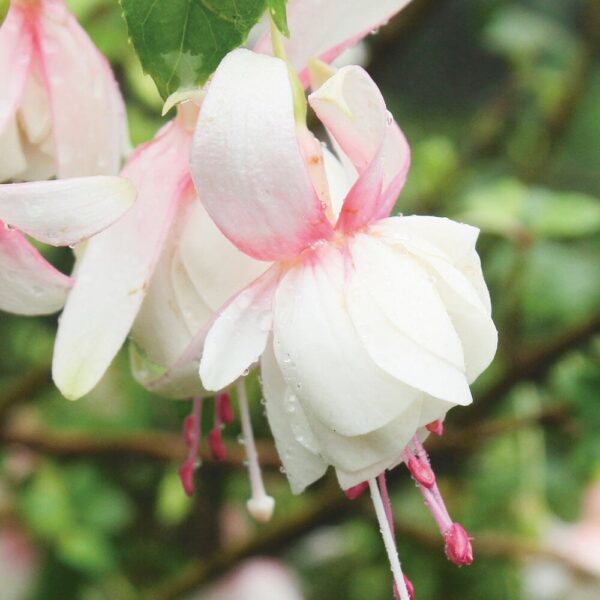 A close-up of the Fuchsia 'Charm White' 6" Pot flower, adorned with dew drops, stands out against a softly blurred green background.