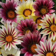 Gazania 'Strawberry Shortcake' 4" Pot - Image 2