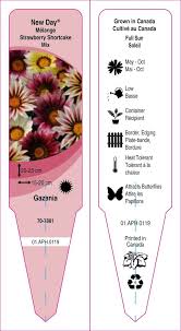 Gazania 'Strawberry Shortcake' 4" Pot - Image 3