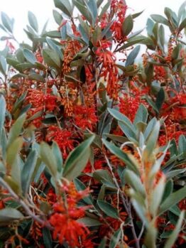 The Grevillea 'Murray Valley Queen' in a 10" pot features dense green foliage and vibrant red flower clusters, adding elegance to any garden.