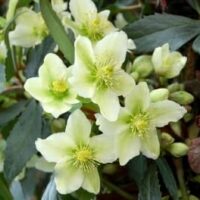Helleborus 'Honeyhill Joy' Hellebore in a 7" pot features clusters of pale yellow flowers with green centers, surrounded by dark green leaves.