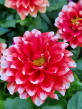Close-up of vibrant red and white Dahlia Dalina® 'Maxi Tampico' flowers with yellow centers, surrounded by green foliage in a 6" pot.