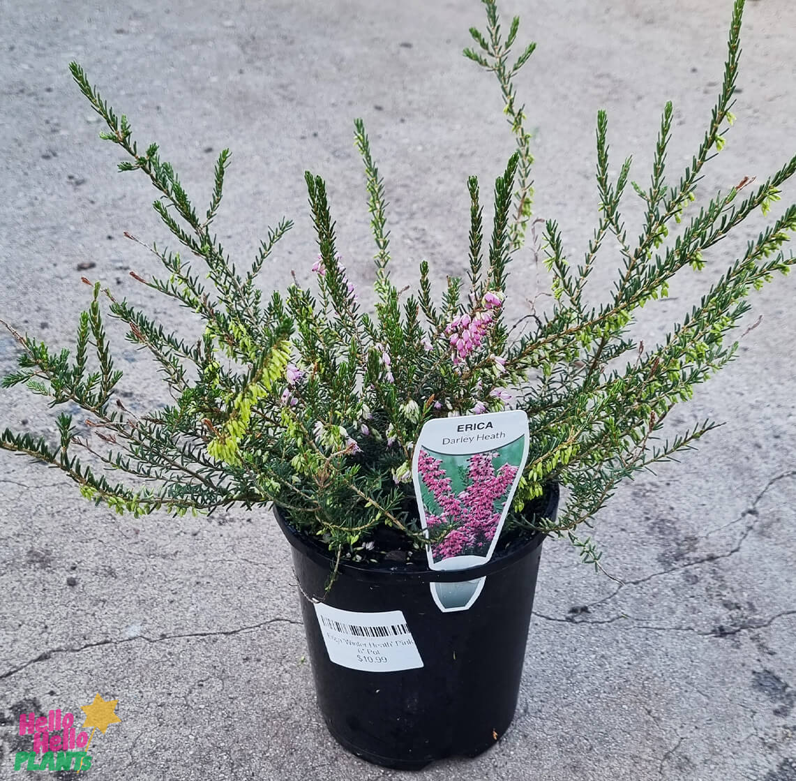 Erica 'Winter Heath' Pink 6" Pot - Image 3