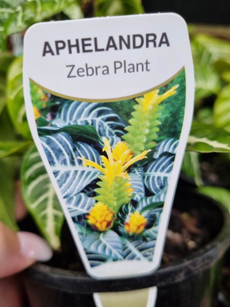 Aphelandra 'Zebra Plant' - Image 2