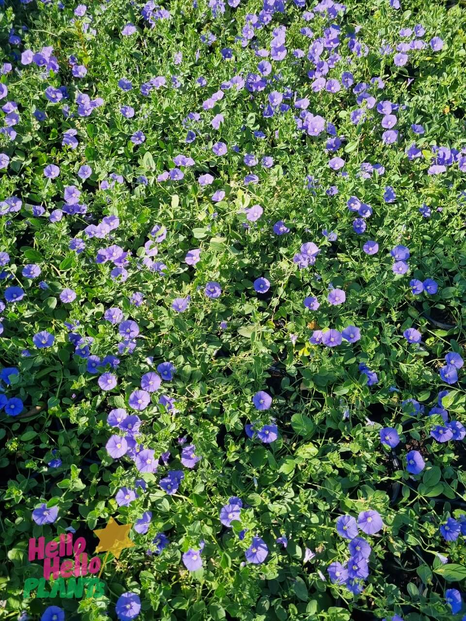 Convolvulus 'Blue' 6" Pot - Image 4