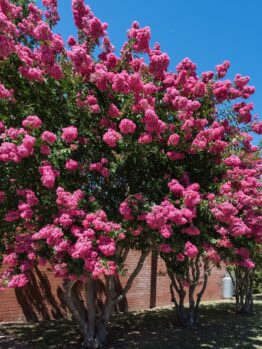 Rows of vibrant Lagerstroemia 'Comanche' Crepe Myrtle in 13" pots showcase abundant bright pink blooms beside a red brick building under a clear blue sky.