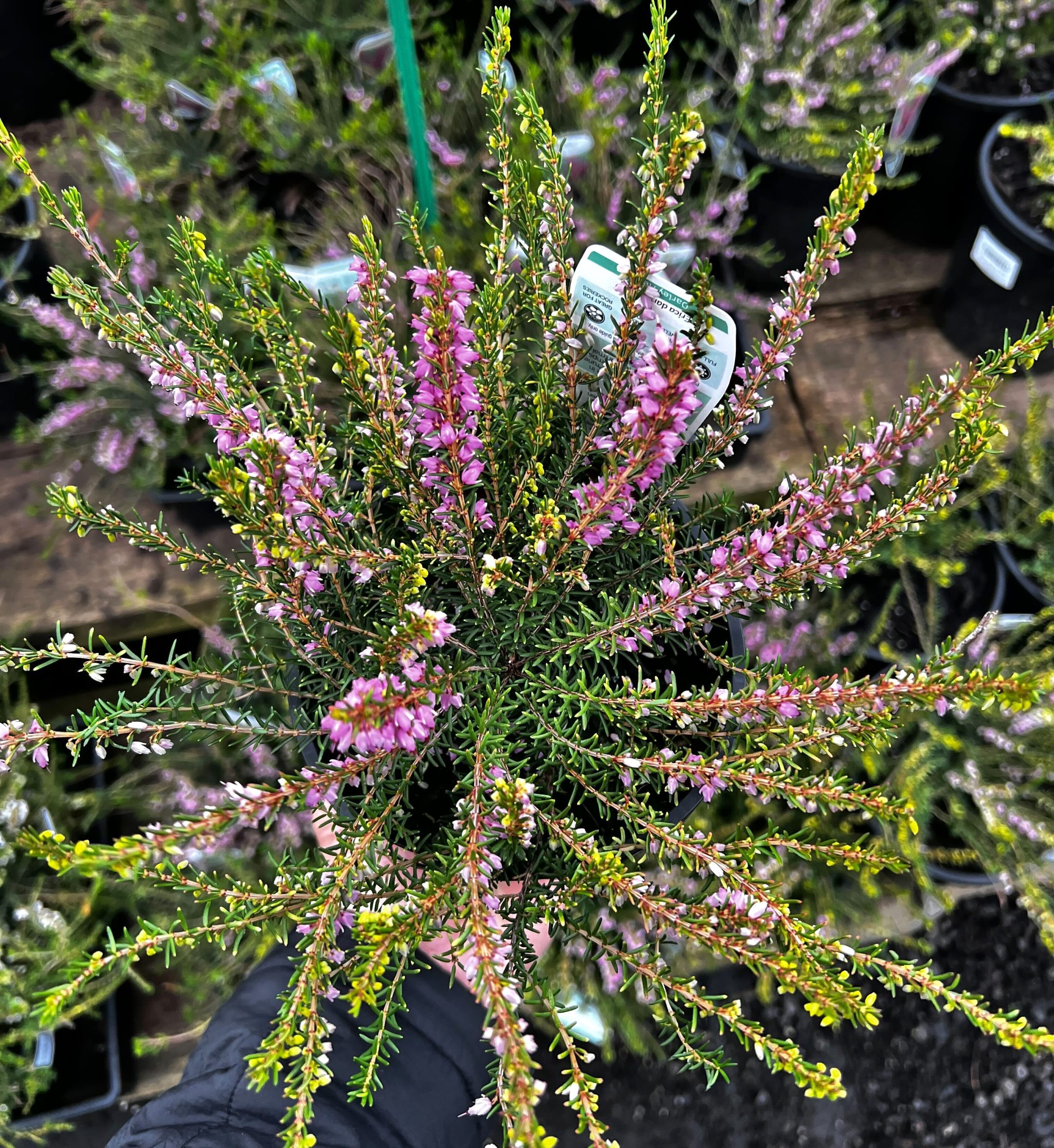 A person holds a vibrant 6" pot of Erica 'Winter Heath' Pink, surrounded by more potted plants, showcasing its green foliage and delicate pink blossoms.