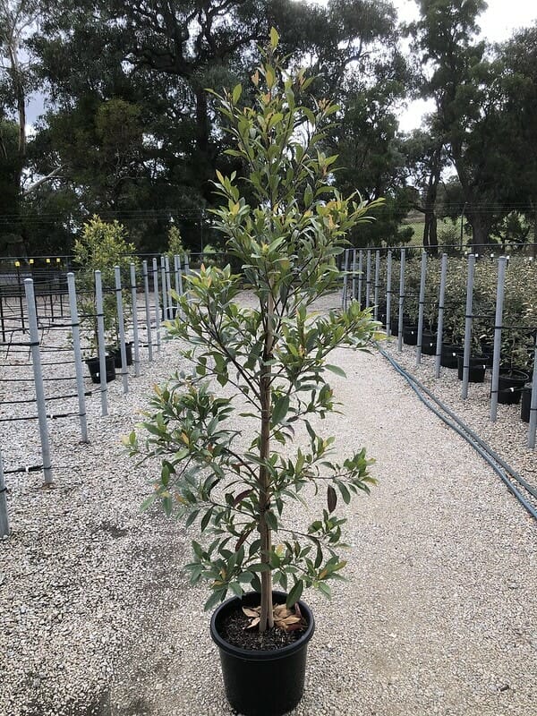 Elaeocarpus 'Blueberry Ash' 13" Pot - Image 3