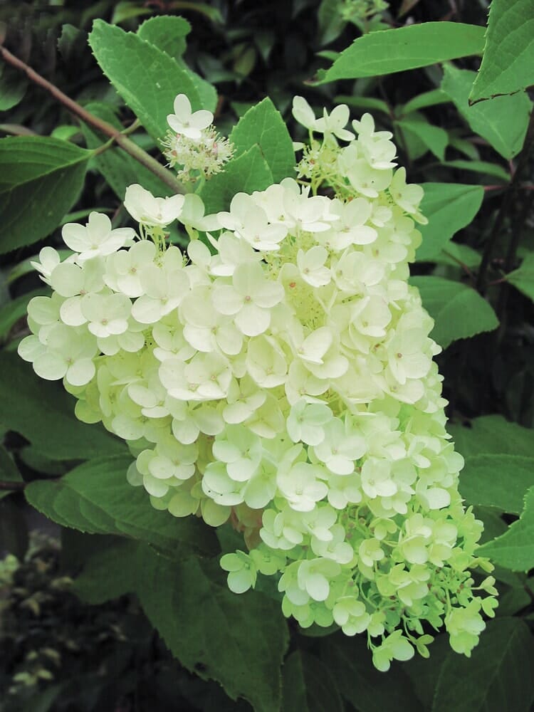 Hydrangea 'Greenspire' - Image 2