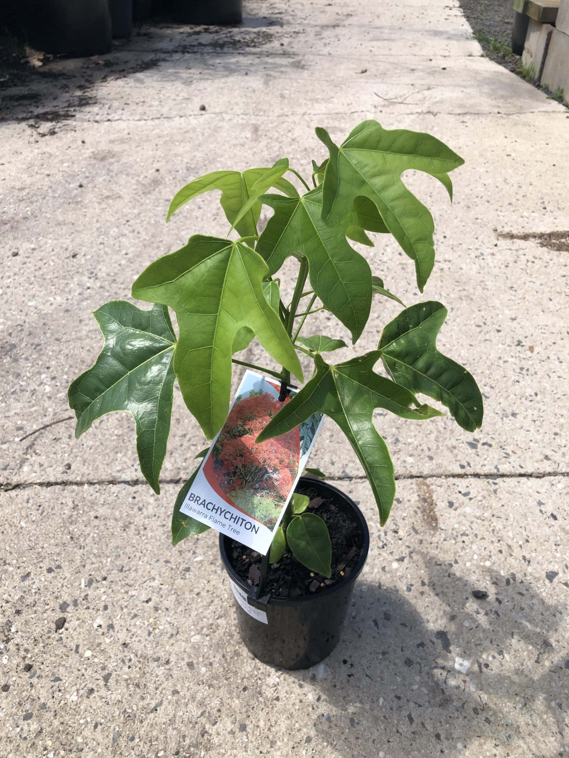 Brachychiton 'Illawarra Flame Tree' 6" Pot - Image 2