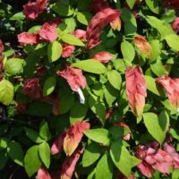 The Justicia 'Shrimp Plant' in a Red 6" Pot features green leaves and pink, shrimp-like bracts, creating a vibrant display that beautifully enhances any garden or indoor space.