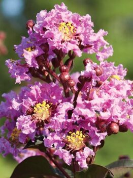 Close-up of Lagerstroemia 'Diamonds In The Dark®' (Lavender Lace) Crepe Myrtle with vibrant lavender flowers and yellow centers set against a blurred green backdrop.