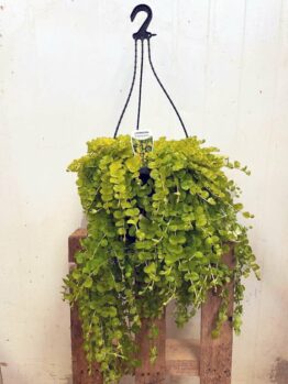A Lysimachia 'Creeping Jenny' Large 10" hanging basket with lush green vines sits on a rustic wooden stand against a plain white background.