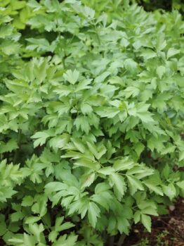 In a garden, the Levisticum 'Lovage' in a 4" pot flourishes with its dense, serrated green leaves.
