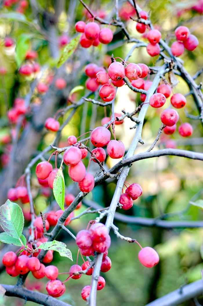 Malus tschonoskii 'Upright Crab Apple' 16" Pot - Image 2