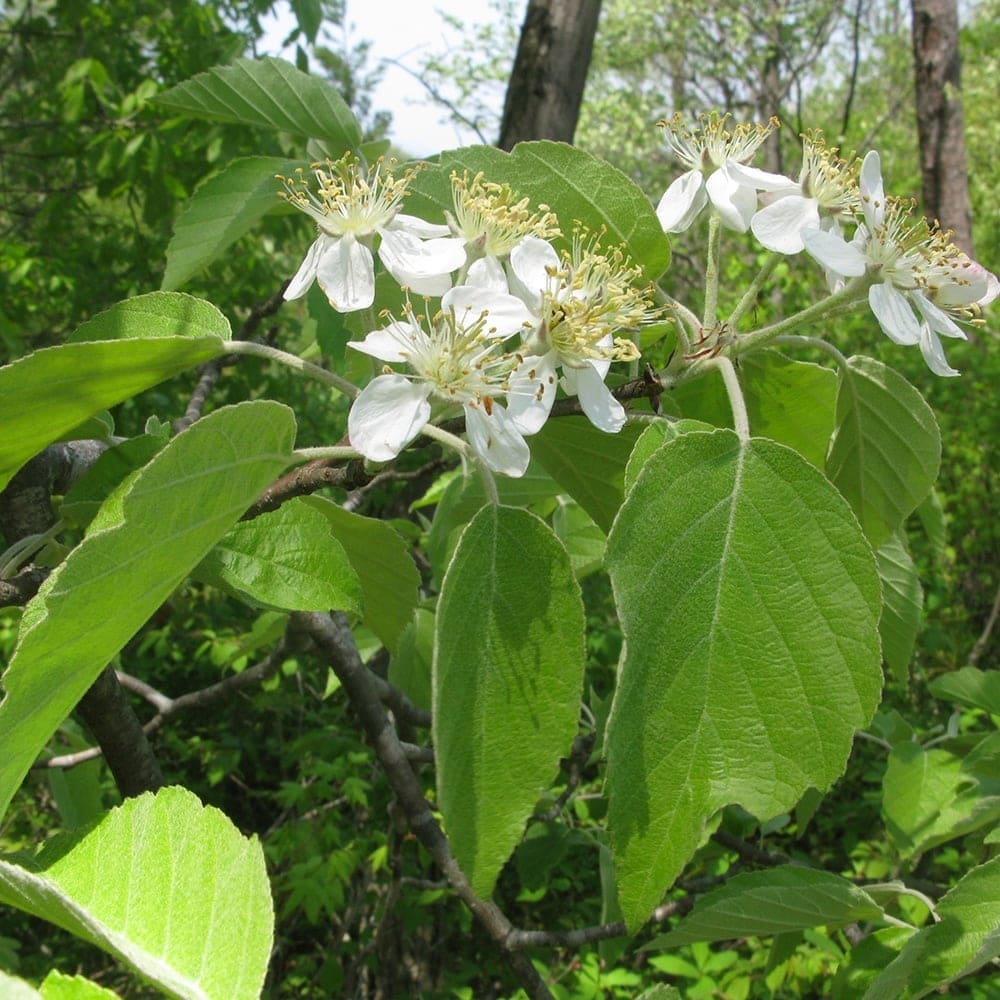 Malus tschonoskii 'Upright Crab Apple' 16" Pot - Image 3
