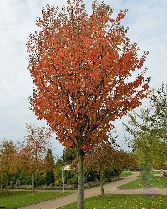 Malus tschonoskii 'Upright Crab Apple' 16" Pot - Image 4