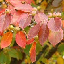 Malus tschonoskii 'Upright Crab Apple' 16" Pot - Image 5