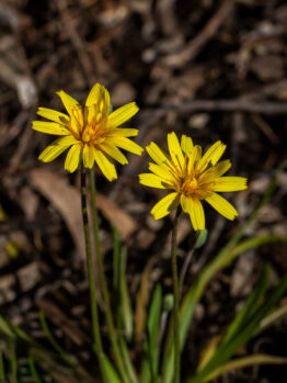 Microseris 'Murnong Yam Daisy' 6" Pot