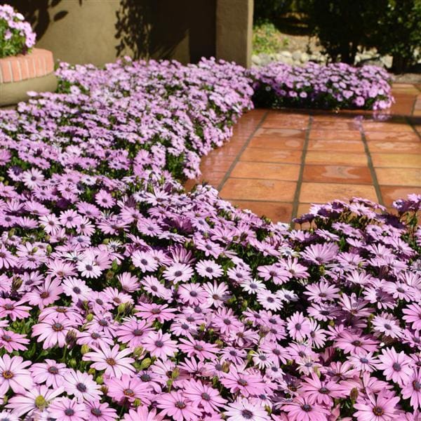 Osteospermum 'Lavender' African Daisy 6" Pot - Image 2