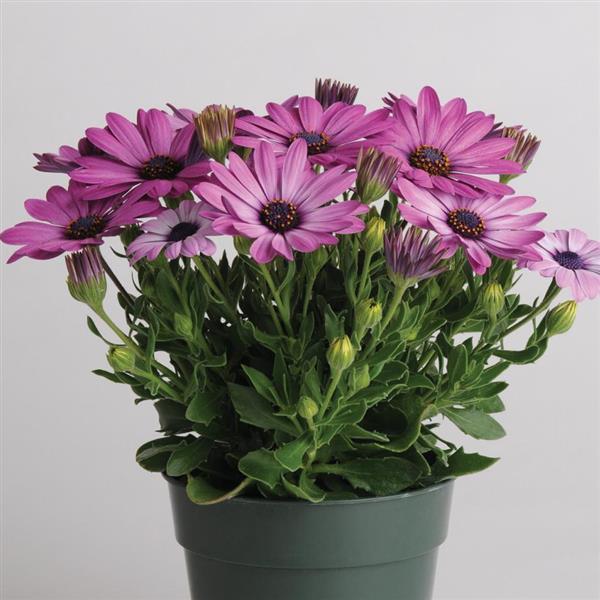 Osteospermum 'Lavender' African Daisy 6" Pot - Image 3