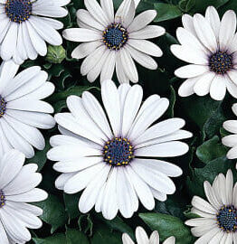 Eight 'White' African Daisies with dark centers are beautifully arranged in a lush 6" pot, surrounded by vibrant green leaves.
