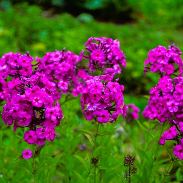 Clusters of vibrant Phlox 'Bubblegum' 6" Pot flowers bloom against a blurred, green background.