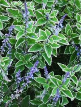 Close-up of Plectranthus 'Blue Spires' in a 6" pot, featuring lush green foliage and purple flower spikes.