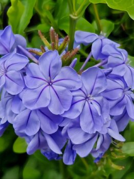 A vibrant cluster of Plumbago 'Royal Cape' flowers flourishes against lush green leaves in a charming 6" pot.
