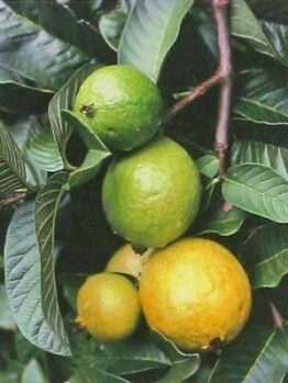 Psidium 'Hawaiian Guava' in a 6" pot, showcasing different ripeness stages on a leafy branch, captures the tropical essence. Ideal for gardens, these guavas add an exotic flair to any space.