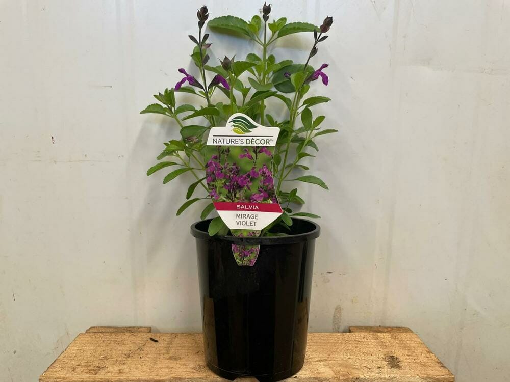 Salvia Mirage™ 'Violet' 6" Pot - Image 2