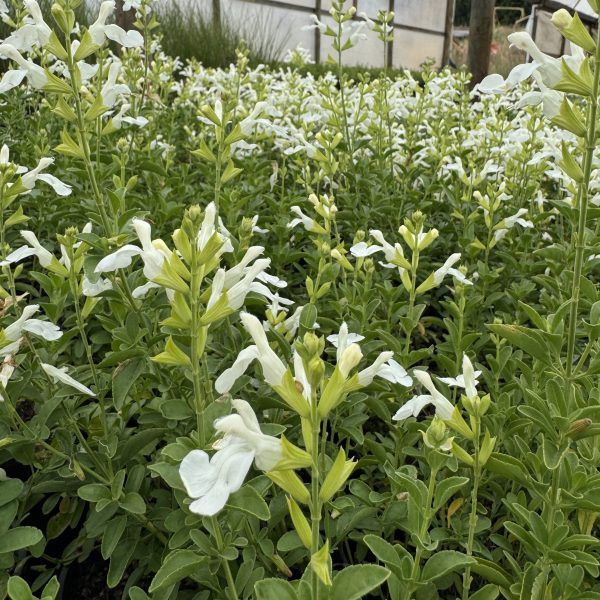 A serene field of soft pink and white Salvia Mirage™ blooms with lush green leaves in 6" pots, flourishing gracefully in a greenhouse setting.
