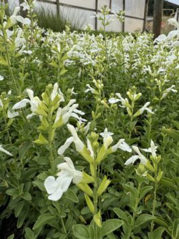 A serene field of soft pink and white Salvia Mirage™ blooms with lush green leaves in 6" pots, flourishing gracefully in a greenhouse setting.