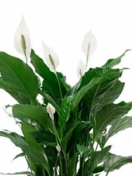 Close-up of a Spathiphyllum 'Sweet Silvana' Peace Lily in a 10" pot, highlighting its dark green leaves and white spathe flowers against a plain white background.