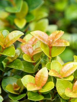 Close-up of the vibrant green and reddish leaves of the Syzygium 'Sunset Delight' Lilly Pilly 6" Pot, adorned with water droplets.