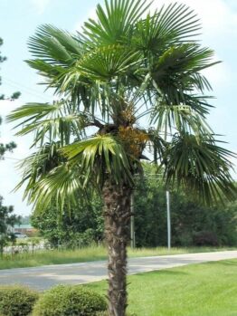 Chinese Windmill Palm