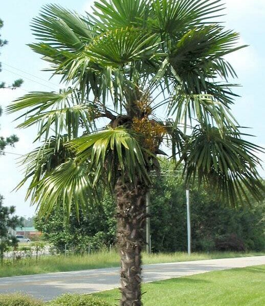 Chinese Windmill Palm