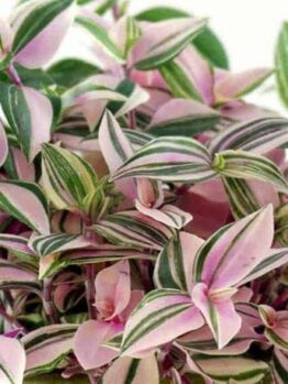 Close-up of Tradescantia 'Wandering Jew' Tri-Colour 5" Pot, highlighting its stunning pink and green striped leaves.
