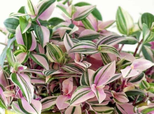Close-up of Tradescantia 'Wandering Jew' Tri-Colour 5" Pot, highlighting its stunning pink and green striped leaves.