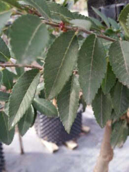 Close-up of green serrated leaves on an Ulmus 'Todd' Chinese Elm branch, with a background of similar plants in black containers, each in a 13" pot.
