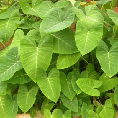 A close-up of lush green Xanthosoma 'Lime Zinger' Elephant Ear leaves in a heart-like shape with prominent veins captures the vibrant beauty typical of these plants, available in a 5'' pot.