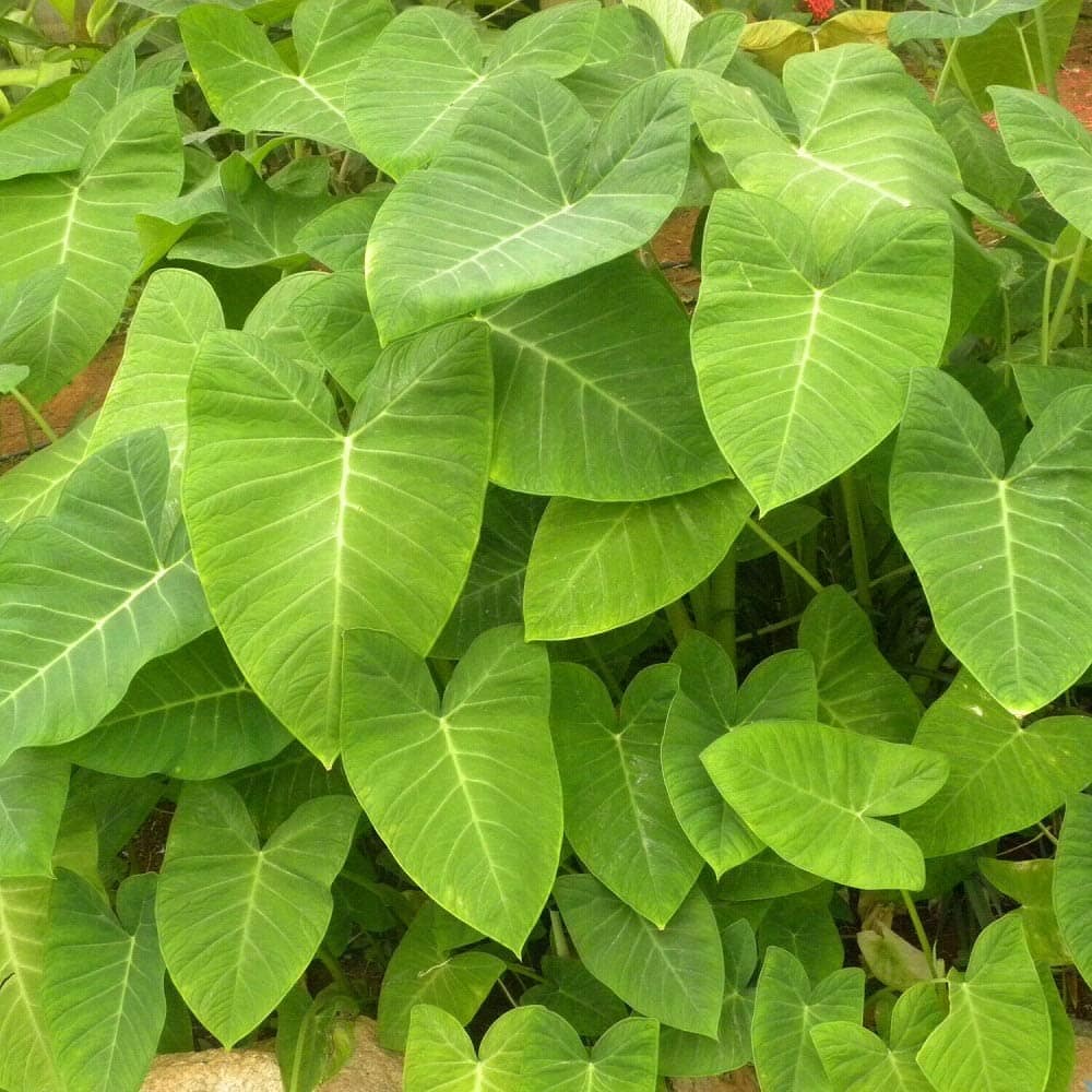 A close-up of lush green Xanthosoma 'Lime Zinger' Elephant Ear leaves in a heart-like shape with prominent veins captures the vibrant beauty typical of these plants, available in a 5'' pot.