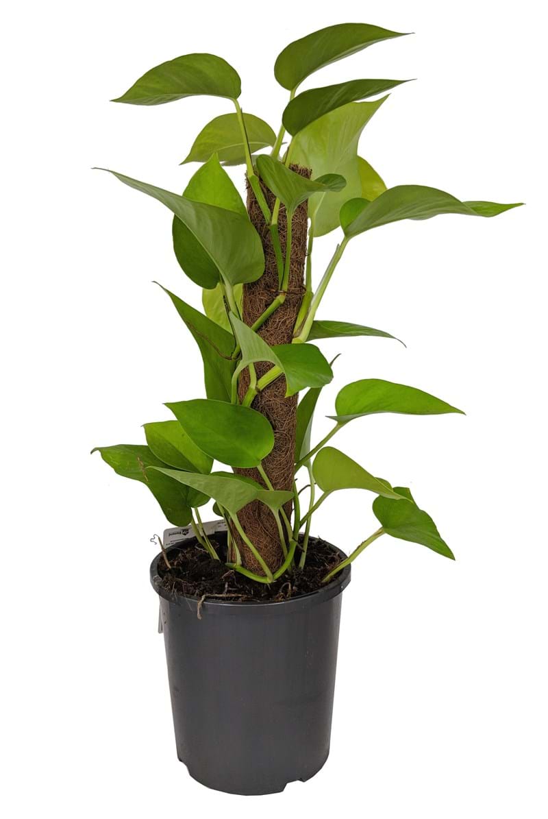 Epipremnum 'Goldilocks' Devil's Ivy Totem 7" Pot - Image 2