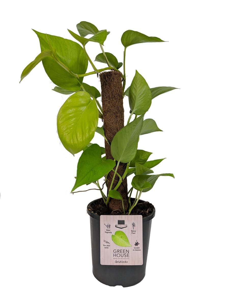 Epipremnum 'Goldilocks' Devil's Ivy Totem 7" Pot - Image 3