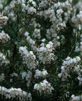 Close-up of Erica 'Winter Heath' White in a 6" pot, displaying clustered white heather flowers on green stems against a dark background.