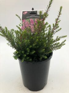 Erica 'Winter Heath' Pink 6" Pot - Image 2