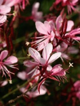 Close-up of Gaura BELLEZA® Compact Light Pink Butterfly Bush flowers with slender petals and red stems against a blurred green backdrop.