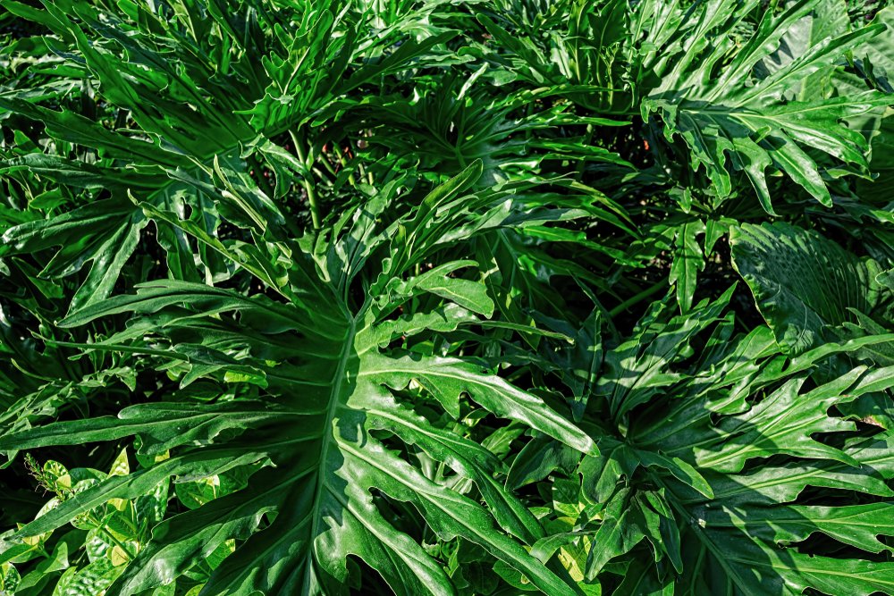 Philodendron 'Hope' 8" Pot - Image 4