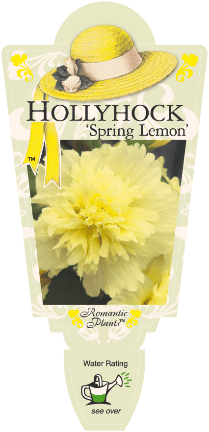 Hollyhock 'Spring Lemon' 4" Pot - Image 2